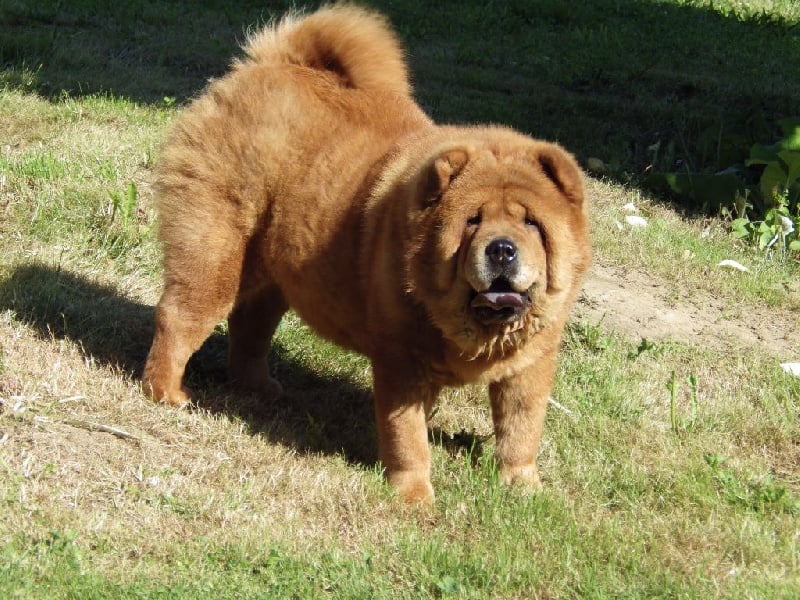 Ichiyo (dite ponyo) de l'Oeil du Cyclone