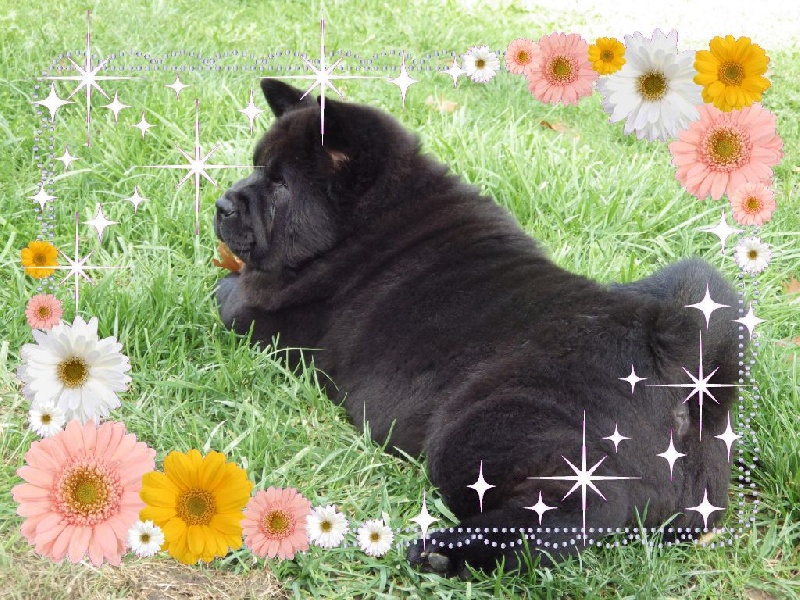 Publication : Of Lovely Blueberries Auteur : Of Lovely Blueberries kennel