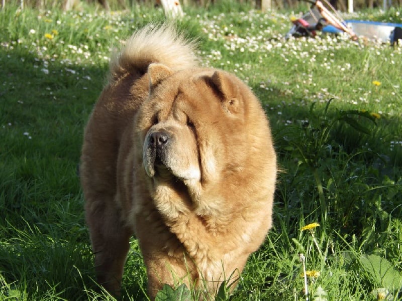 H'yoshi fawn dream du Yang tse Kiang