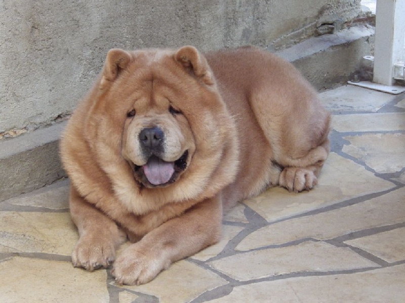 H'yoshi fawn dream du Yang tse Kiang