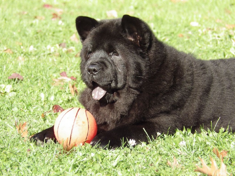 Publication : Of Lovely Blueberries Auteur : Of Lovely Blueberries kennel