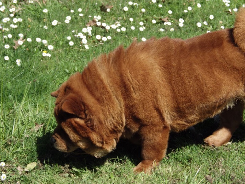 Ichiyo (dite ponyo) de l'Oeil du Cyclone