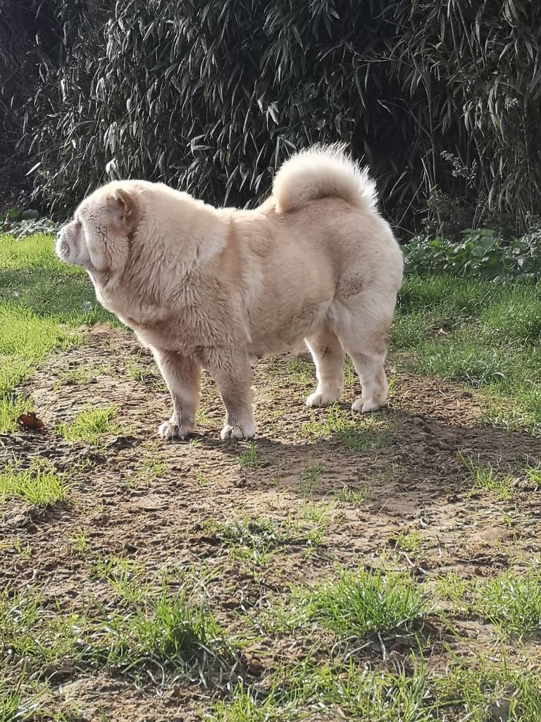 Lollipop Of Lovely Blueberries