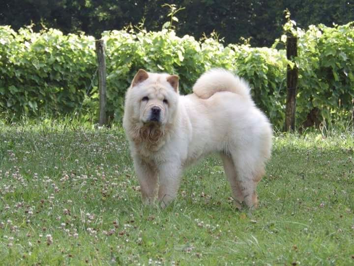 Lollipop Of Lovely Blueberries