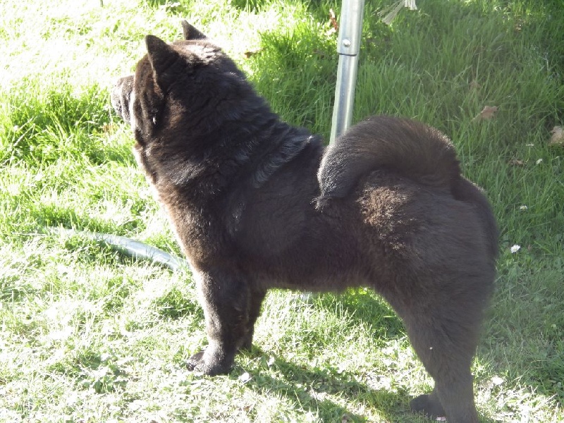 Publication : Of Lovely Blueberries Auteur : Of Lovely Blueberries kennel