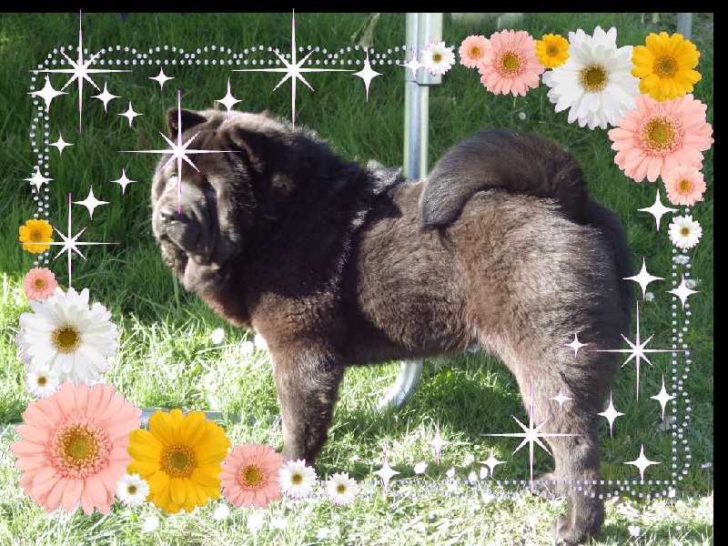 Publication : Of Lovely Blueberries Auteur : Of Lovely Blueberries kennel