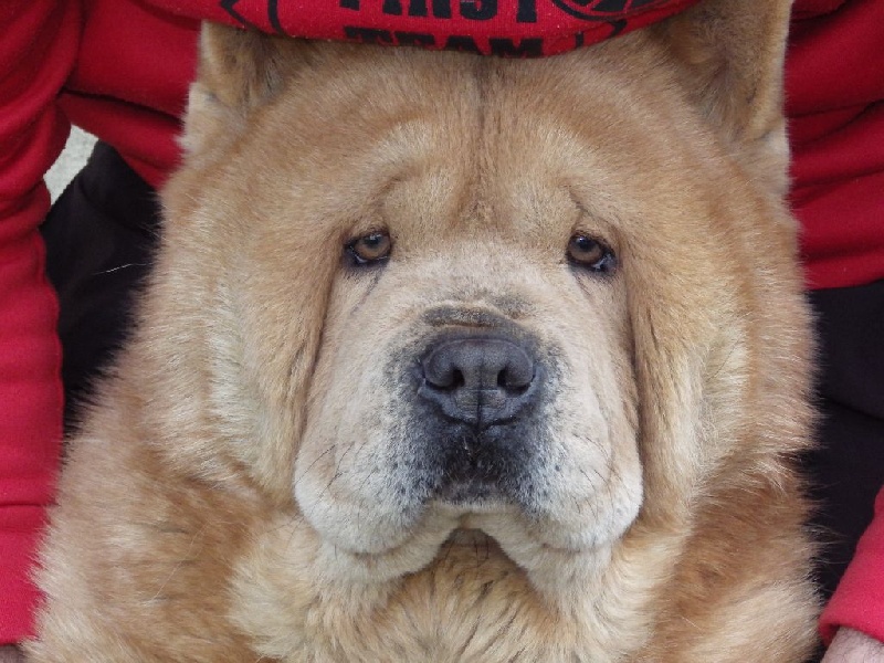 H'yoshi fawn dream du Yang tse Kiang