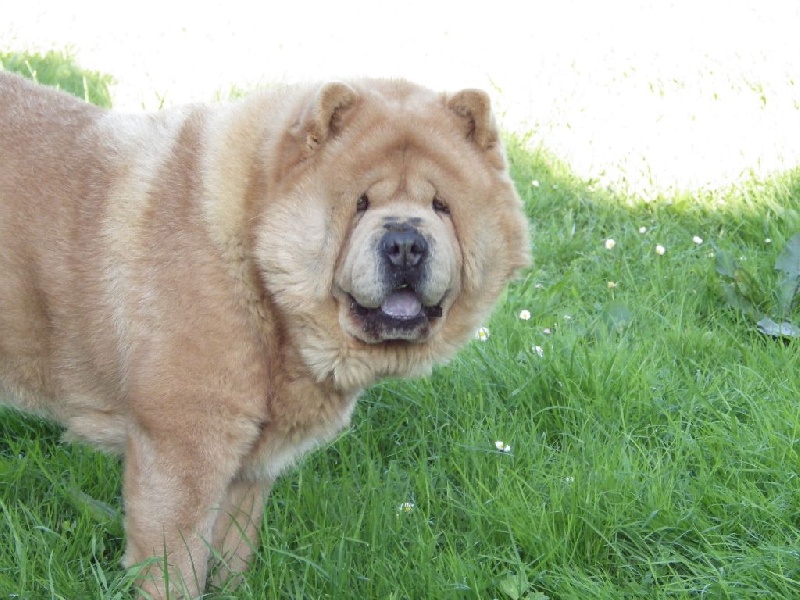 H'yoshi fawn dream du Yang tse Kiang