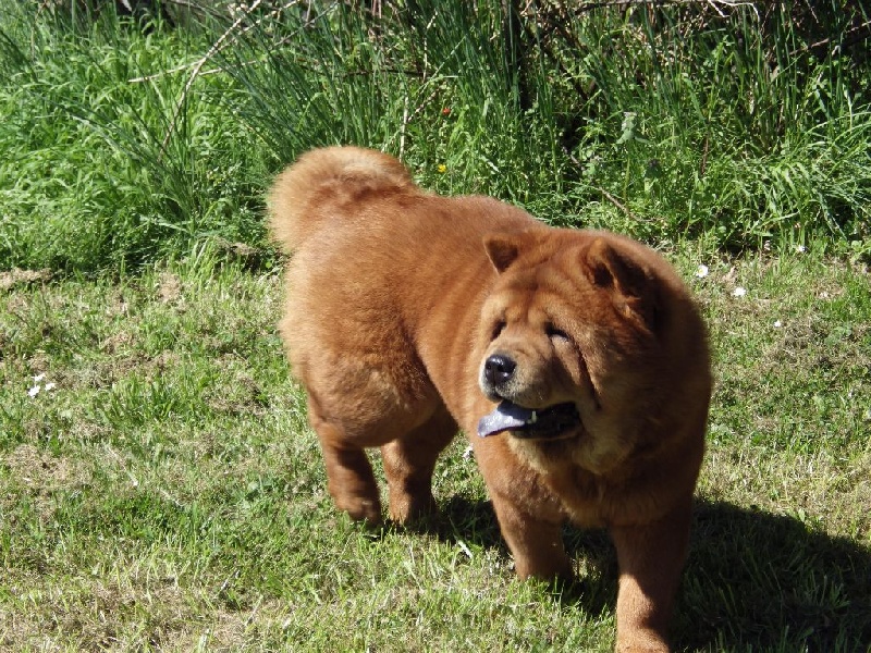 Ichiyo (dite ponyo) de l'Oeil du Cyclone