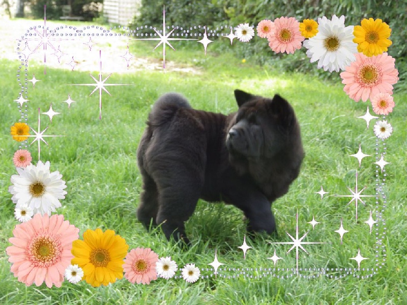 Publication : Of Lovely Blueberries Auteur : Of Lovely Blueberries kennel