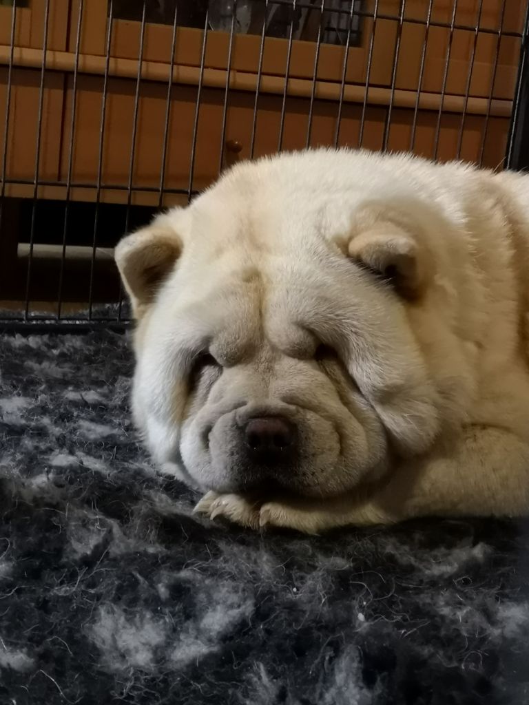 Lollipop Of Lovely Blueberries