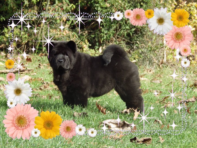 Publication : Of Lovely Blueberries Auteur : Of Lovely Blueberries kennel