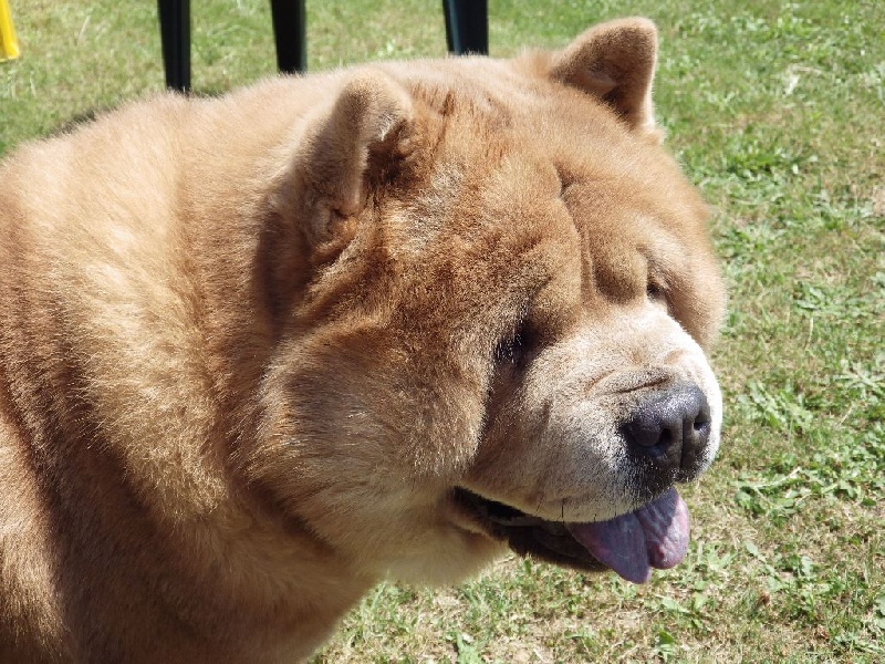 H'yoshi fawn dream du Yang tse Kiang