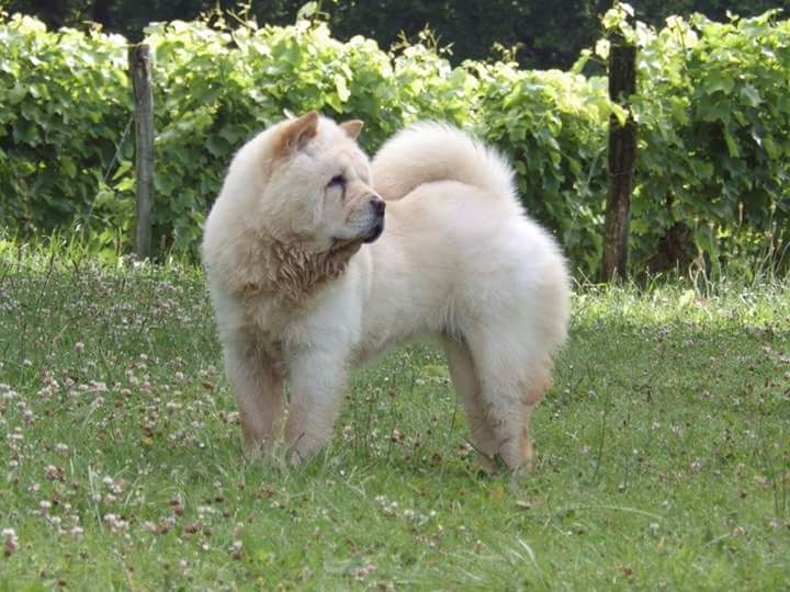 Lollipop Of Lovely Blueberries