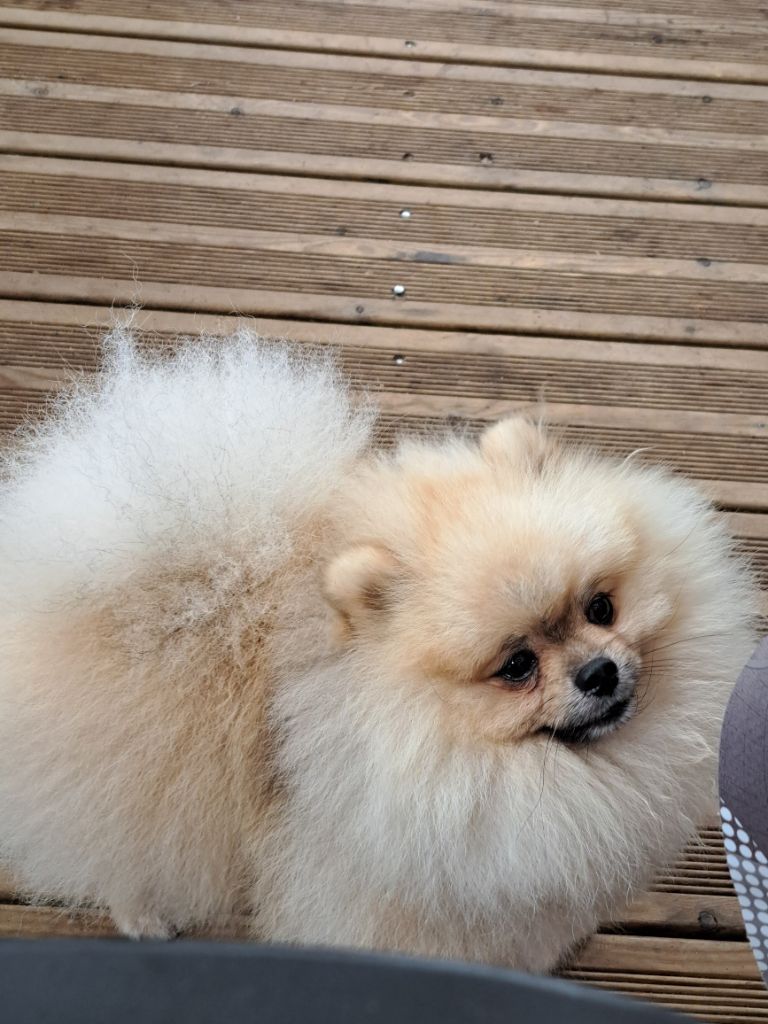 Valentino Of Lovely Blueberries