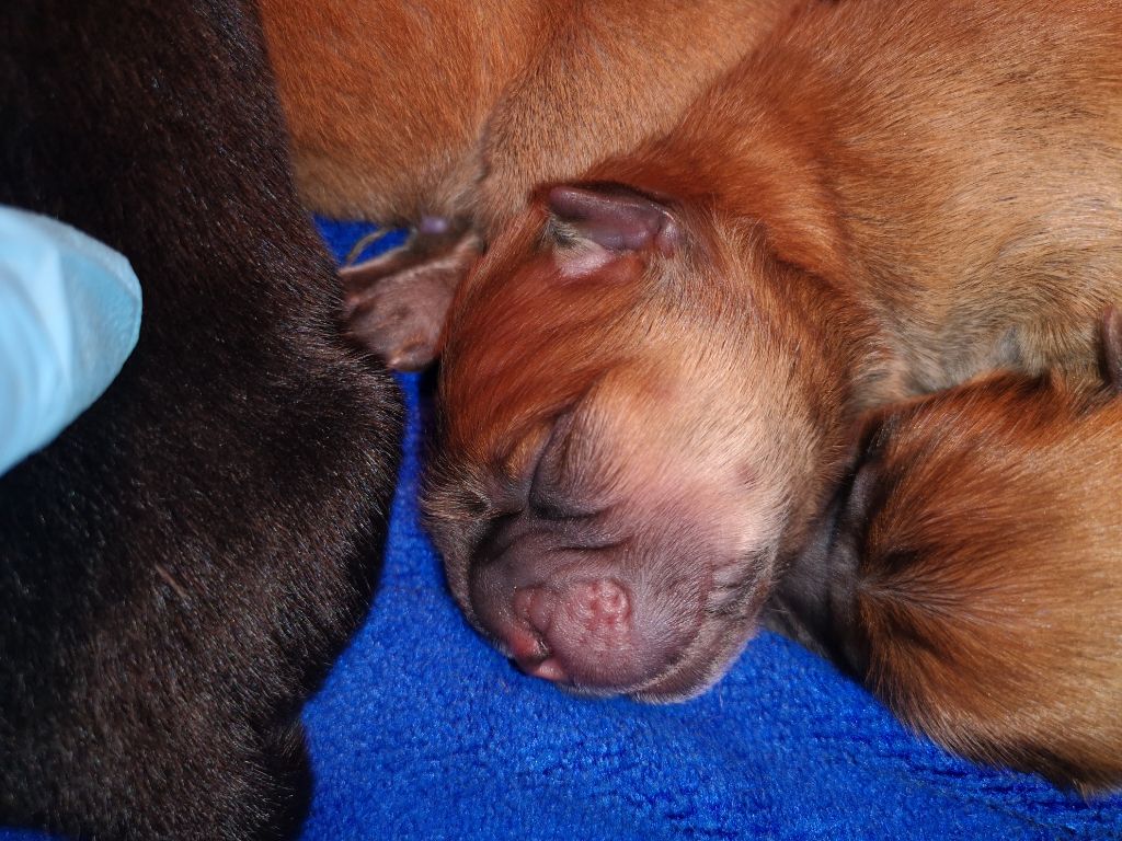 Chiot Elevage Of Lovely Blueberries Eleveur De Chiens Chow Chow