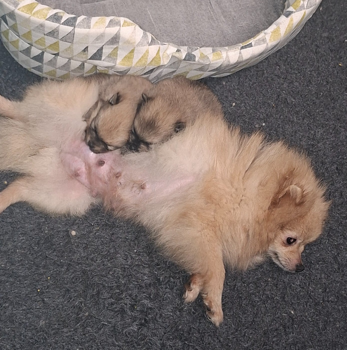 Spitz allemand - Of Lovely Blueberries