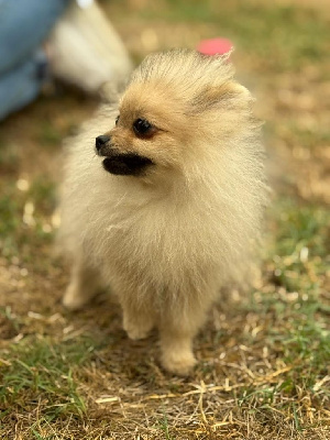 Les chiots de Spitz allemand