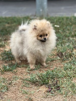 Les chiots de Spitz allemand