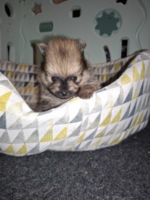 Les chiots de Spitz allemand