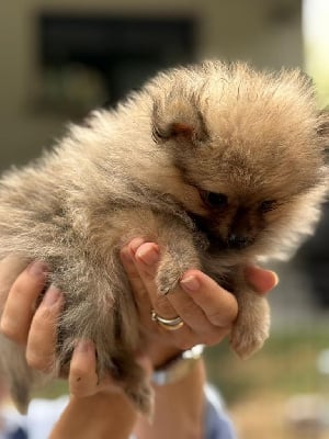Les chiots de Spitz allemand