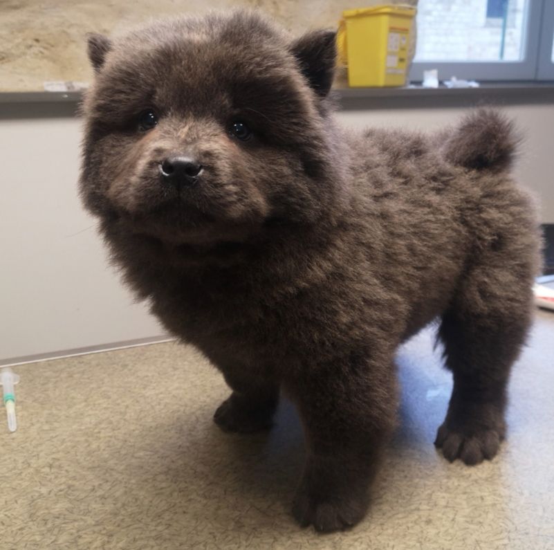 Of Lovely Blueberries - Chiot disponible  - Chow Chow