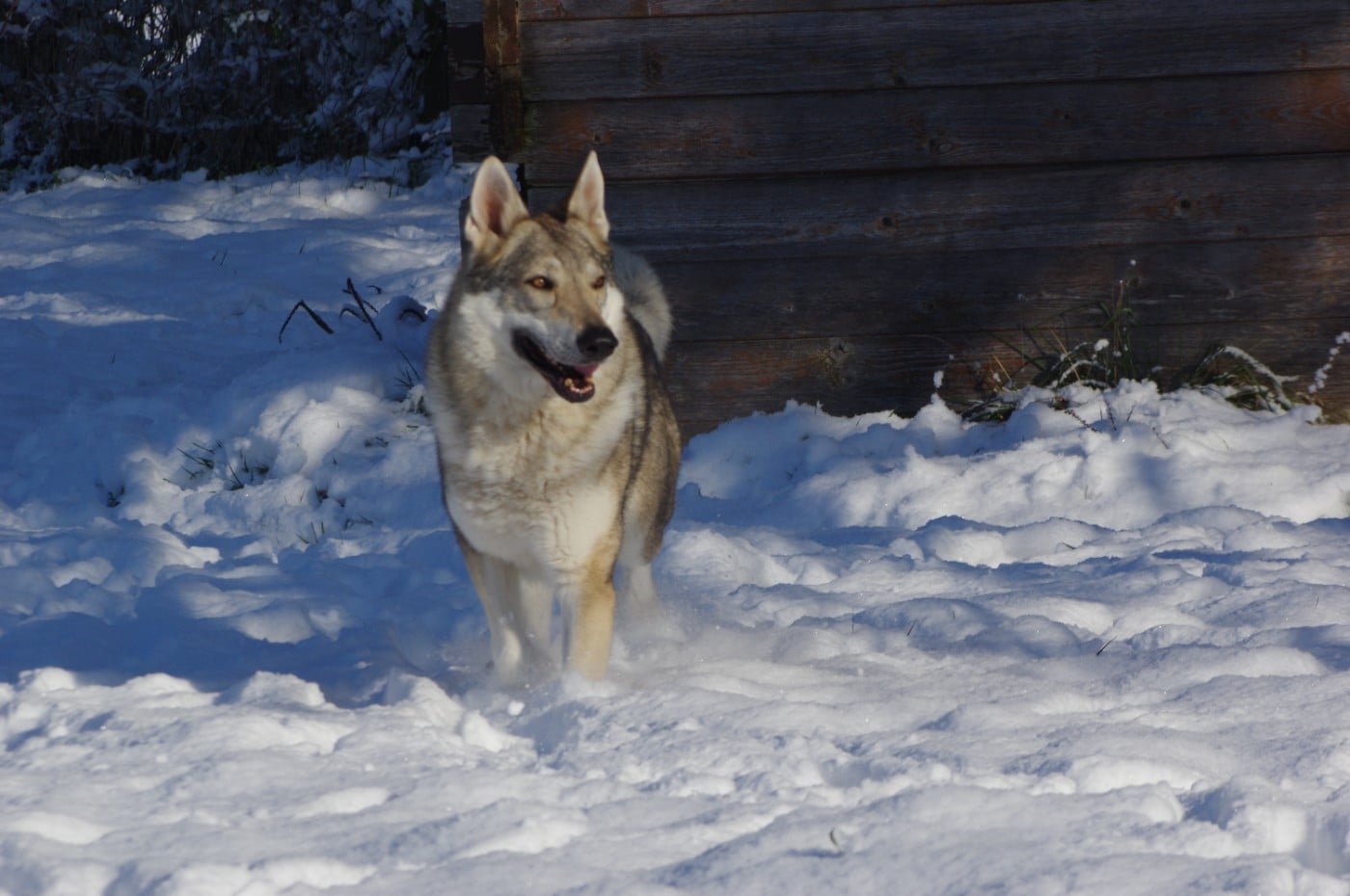 CH. Casey strazce walhaly