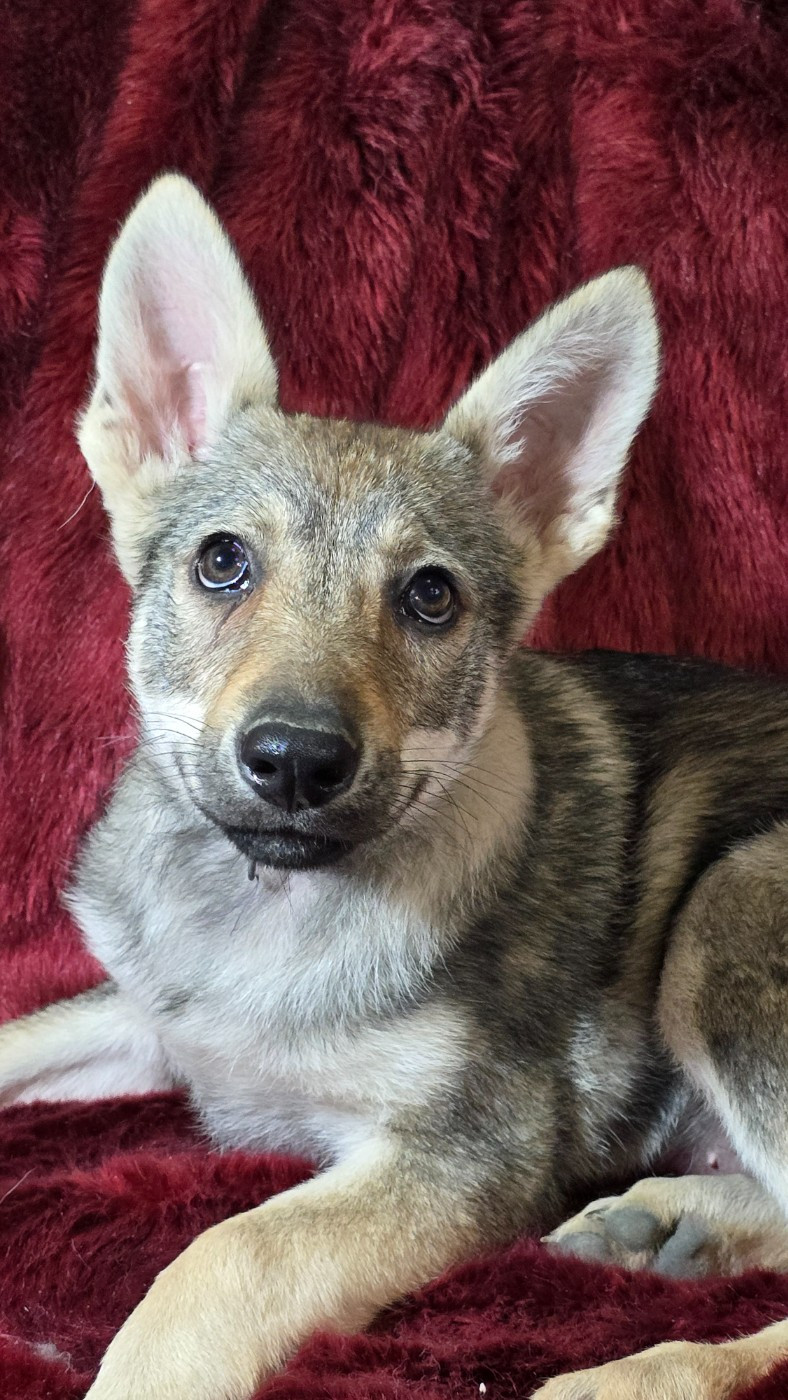 Arya - Chien-loup tchecoslovaque