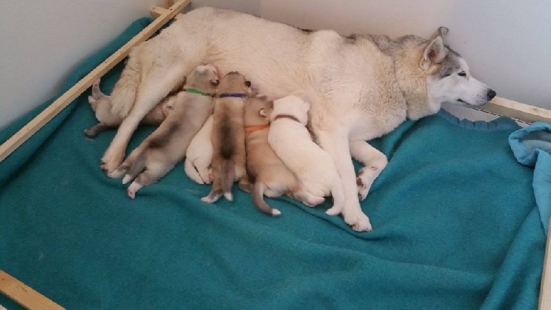 Howling Winds Of Winter - Siberian Husky - Portée née le 12/04/2016
