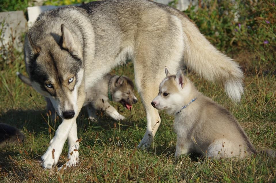 Howling Winds Of Winter - Siberian Husky - Portée née le 30/07/2018