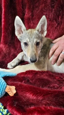 Les chiots de Chien-loup tchecoslovaque