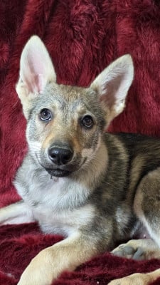 Les chiots de Chien-loup tchecoslovaque