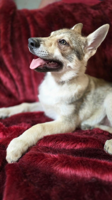 Les chiots de Chien-loup tchecoslovaque