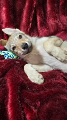 Les chiots de Chien-loup tchecoslovaque