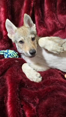 Les chiots de Chien-loup tchecoslovaque