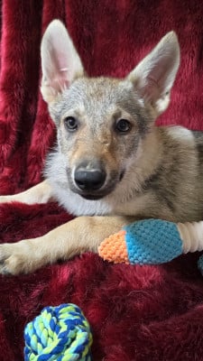 Les chiots de Chien-loup tchecoslovaque