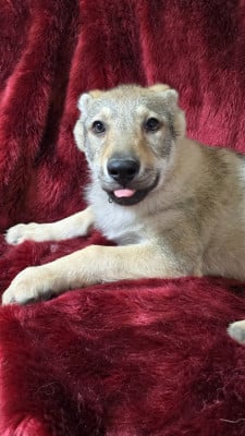 Les chiots de Chien-loup tchecoslovaque