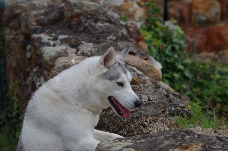 Indra (Sans Affixe) - Excellent