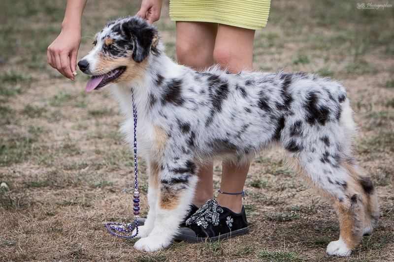 Make me jealous dit moka Des Gardiens De Pandore - REGIONALE D'ELEVAGE // 4ème TRES PROMETTEUR