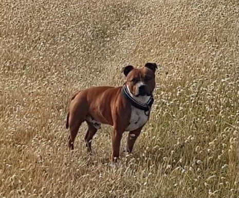 Publication : Des Empereurs De L'Océan