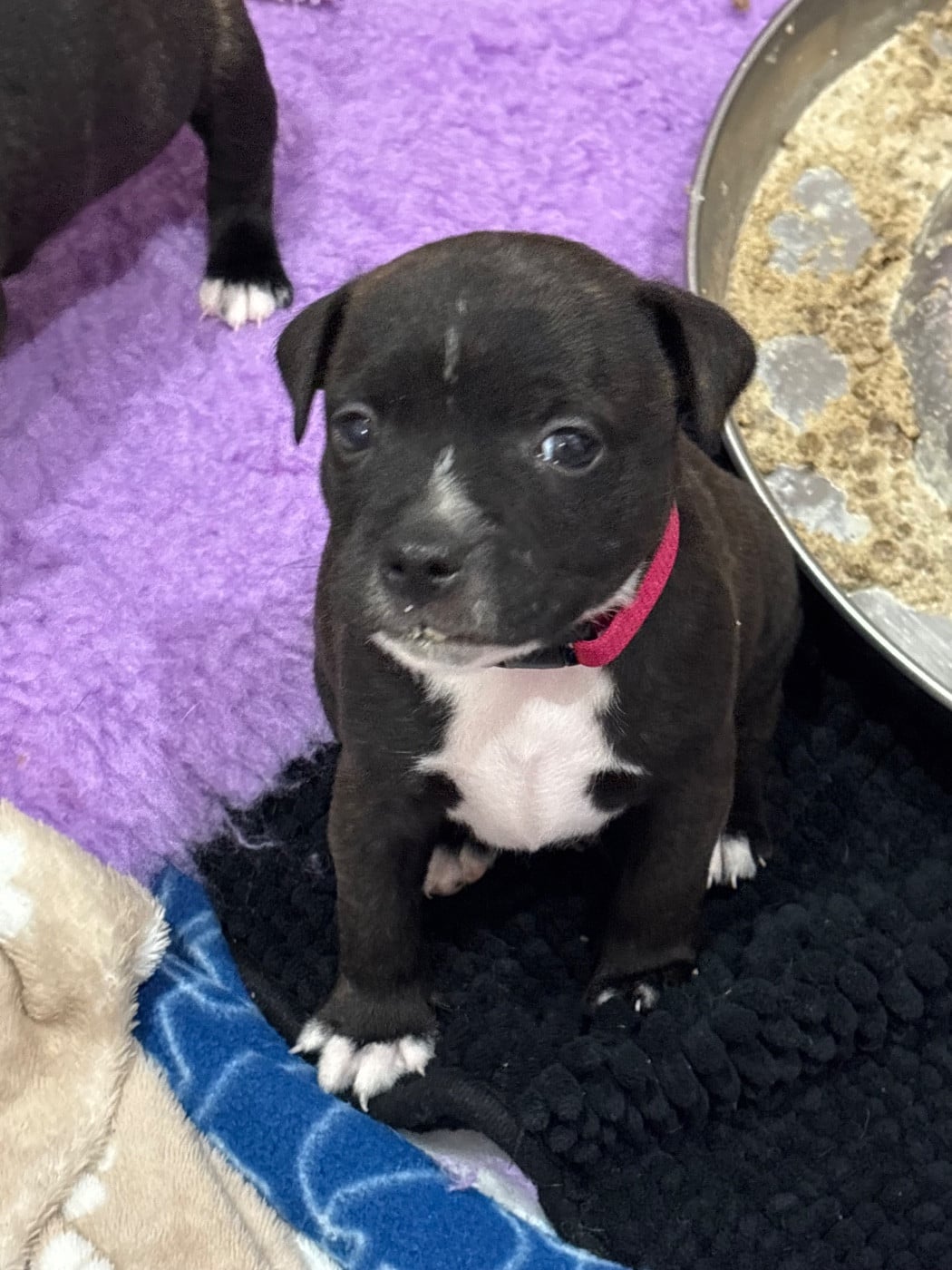 Rose - Staffordshire Bull Terrier