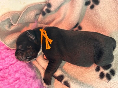 Les chiots de Staffordshire Bull Terrier