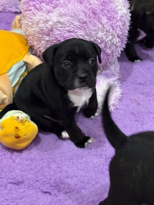 Les chiots de Staffordshire Bull Terrier