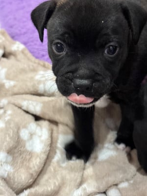 Les chiots de Staffordshire Bull Terrier