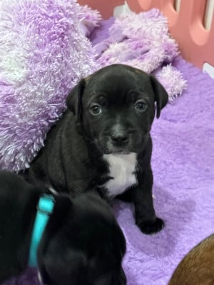 Les chiots de Staffordshire Bull Terrier