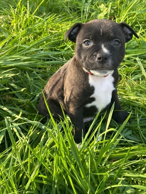 Les chiots de Staffordshire Bull Terrier