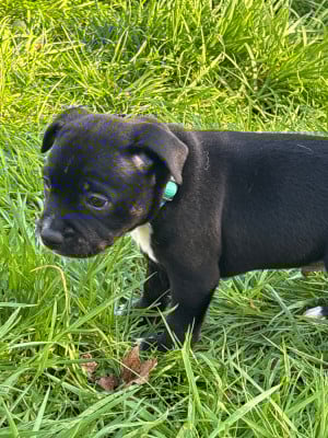Les chiots de Staffordshire Bull Terrier