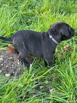 Les chiots de Staffordshire Bull Terrier