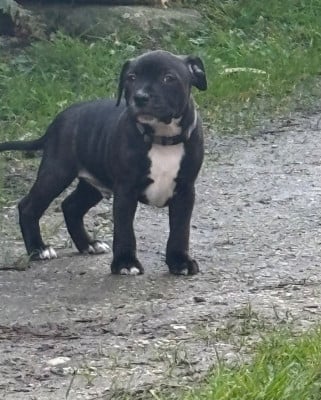 Les chiots de Staffordshire Bull Terrier