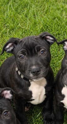 Les chiots de Staffordshire Bull Terrier